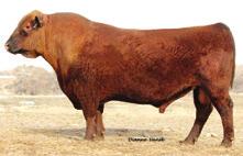 Tool Time s grand-dam is the well known and distinguished HXC Jolene 301N cow that has provided the genetic foundation for many top bulls and females in our breed. Tool time had a yearling REA of 16.