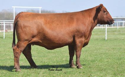 Donor Cows We are opening the sale with some top notch genetics. These cows have been donor cows for us or other notable Red Angus breeders.