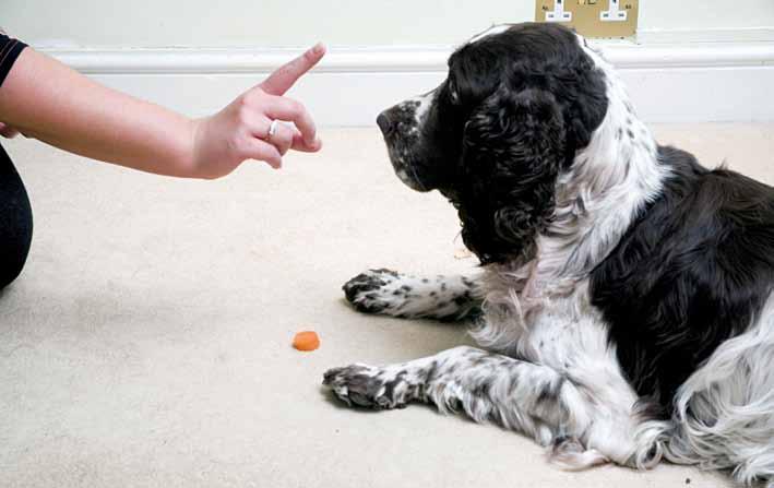 Gentle Dog Care This deaf Springer has learned to respond to visual signals instead of voice commands.