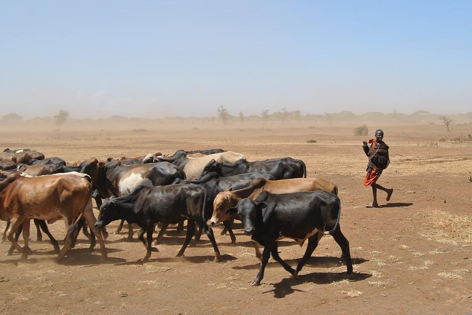 Africa : a major source of animal proteins ANIMAL SPECIES POPULATION Asses 18.946.358 Horses 6.058.131 Mules 1.023.087 Cattle 312.327.
