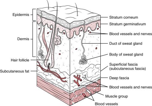 Anatomy of Skin Trott, TT.