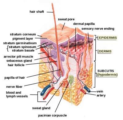 Anatomy of