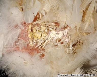 Atlas of Avian Diseases Cornell University This image was taken 3 days post experimental inoculation with viscerotropic