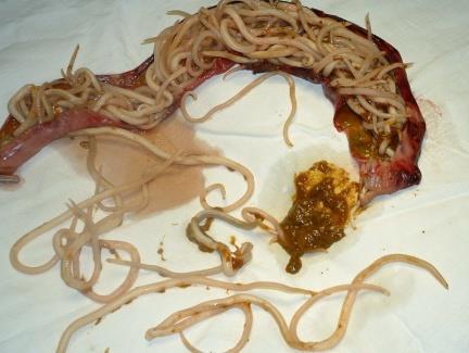 Found in the trachea and