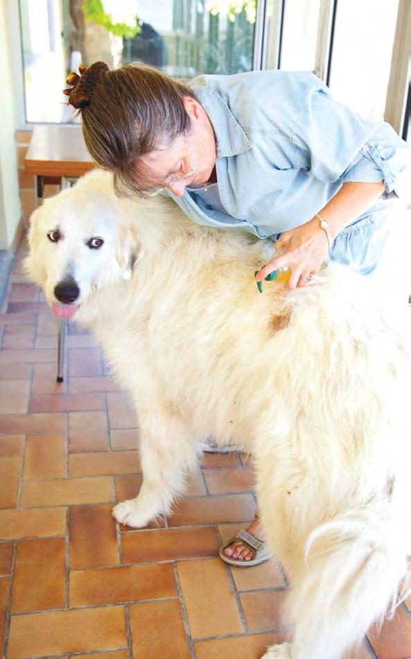 Peer reviewed How to Avoid the Five Most CoMMon MistAkes in veterinary DerMAtology Lori A. Thompson, DVM, Diplomate ACVD Practicing medicine is called practicing for a reason.