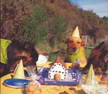 S h o w t i m e! Day of the party, decorate and prepare the rest of the food. Make sure you have plenty of water bowls and waste bags. Limit the party to two hours.