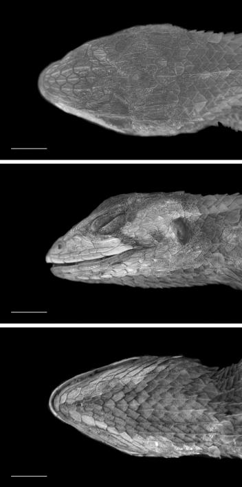 A new species of Stenocercus (Squamata, Iguania) from central-western Brazil Distribution - Stenocercus sinesaccus sp. nov.