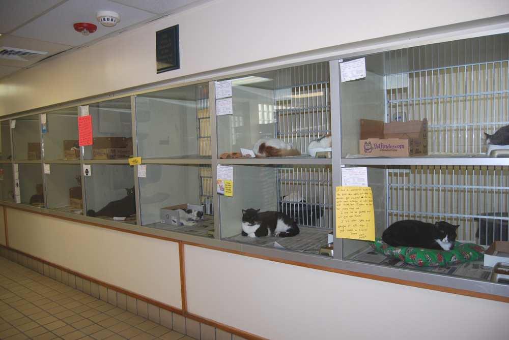 The Humane Society of Broward County (HSBC) is an animal shelter that cares for homeless dogs, cats, rabbits and sometimes guinea pigs,