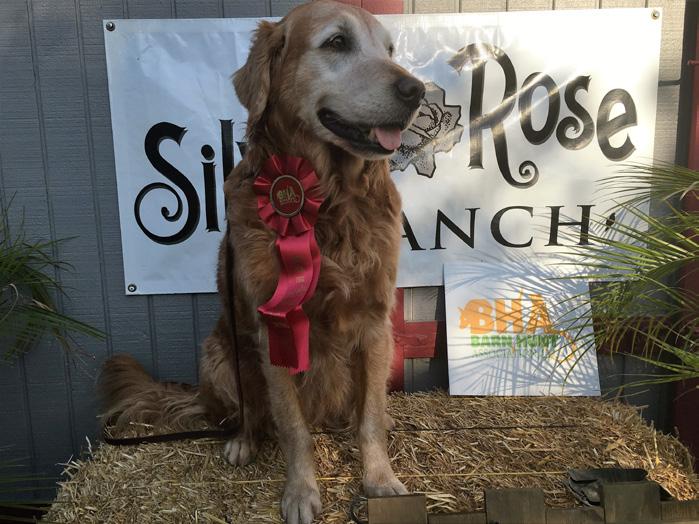 She now has 4 Grand Championship Points including Major GrCH Points. She has 77 OTCH Points and I hope to WINDY, BARN HUNT FUN!
