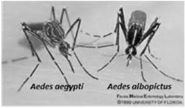 etc New threats: Zika Dengue Chikungunya MOSQUITOBORNE DISEASE 2004-16 4858 in 2004 to 47,461 in 2016 Punctuated by epidemics Dengue, chikungunya, Zika Confined to territories Puerto Rico Travelers