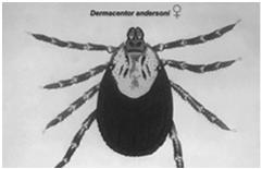 babesiosis, and Q fever negative, as were molecular tests for