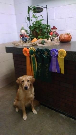 Kindle Kindle went to the GRCA nationals and earned two Q s in agility and a JH leg and her