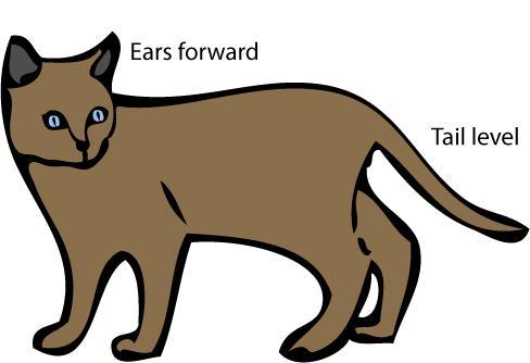 Twitching of the tip of the tail can indicate irritation. If a cat is being handled and the tail is twitching it may indicate the cat is about to bite or scratch.