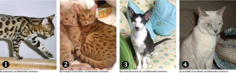 Most of these breeds have been developed in the past 50 years. Examples of mutation cat breeds include: American Curl; American Wirehair; Balinese; Cornish Rex; Devon Rex; Scottish Fold; and Sphynx.