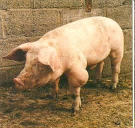 Osteochondrosis in fattening pigs Brazil 20% -