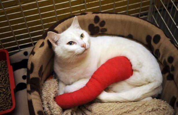 Fractures/Car Accidents Fractures/Suspected Fractures Limb appears bent or out of shape Pet is displaying signs of pain or discomfort If vet is not immediately available, you may need to splint the