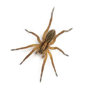 Insect Bites and Stings Spider Bites: Most concerning with pets are Black Widow and Brown Recluse Spiders SYMPTOMS (Black Widow) Pain Nausea Abdominal Pain Labored Breathing SYMPTOMS (Brown Recluse)