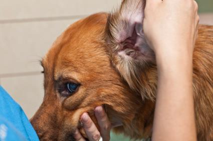 Ears Mites, allergens, yeast and other ear infections can affect your pet.
