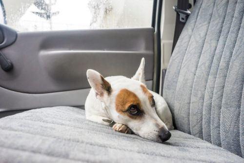 Heat Stroke Never, ever leave your pet in the car; temperature can rise within just a few minutes with fatal results.