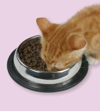 A constant supply of fresh water is a must. Things You Will Need Feeding 2. Try and use canned food only as a treat or for very young kittens. 3.