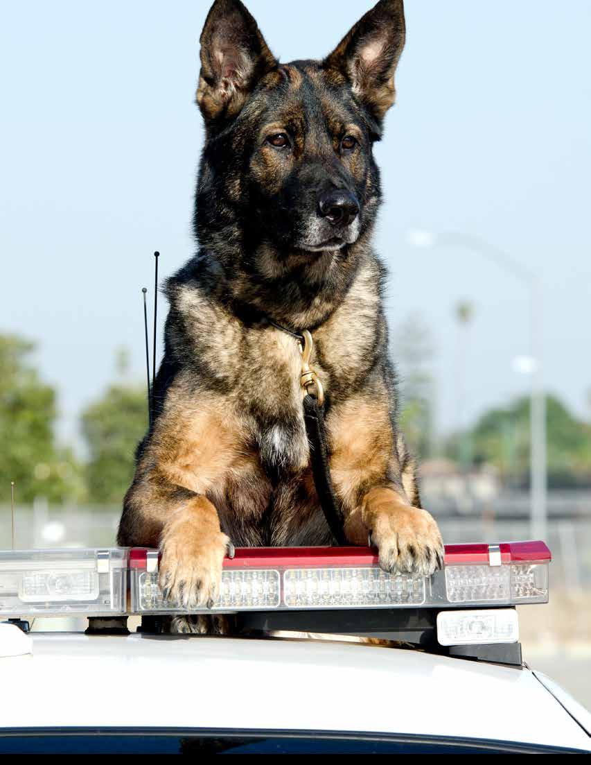 TAKING THE BITE OUT OF K9 LITIGATION CRITICAL