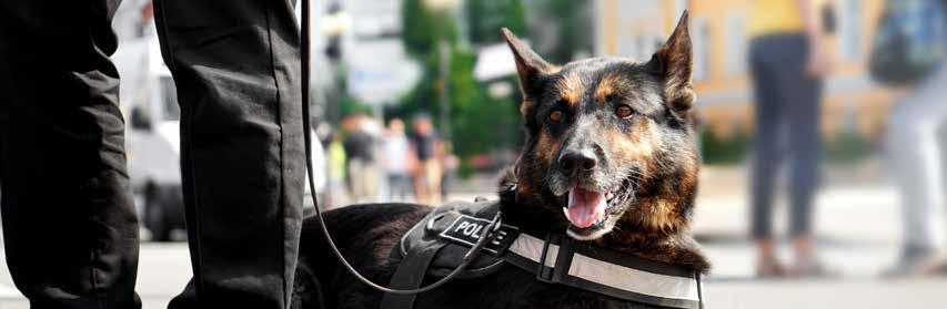 CERTIFICATIONS & TRAINING How should K9s be certified? Is there benefit to achieving more than one certification?