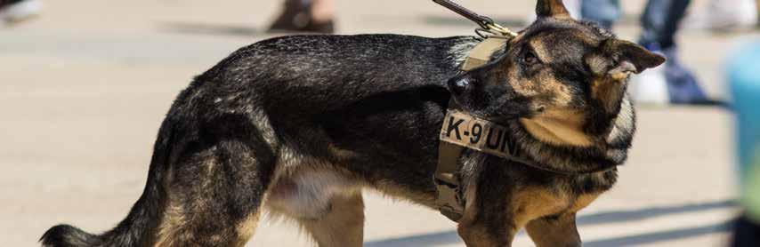 PUBLIC PERCEPTION & SUPPORT What are some ways to positively affect how the public views K9s?