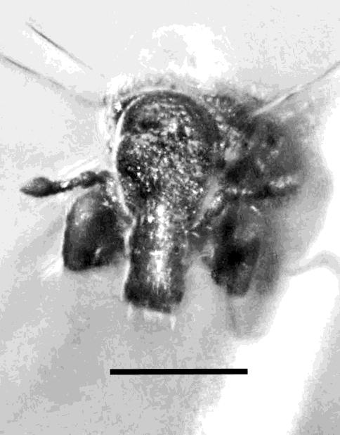 3. Lateral view of Micromimus orcus Davis and Engel