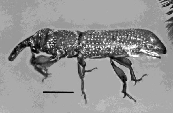 Lateral view of Caulophilus ashei Davis and Engel in