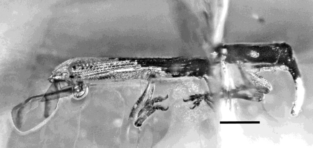7. Lateral view of Caulophilus camptus n. sp. in Dominican amber (POAC # 2). Scale bar = 0.7 mm. 8.