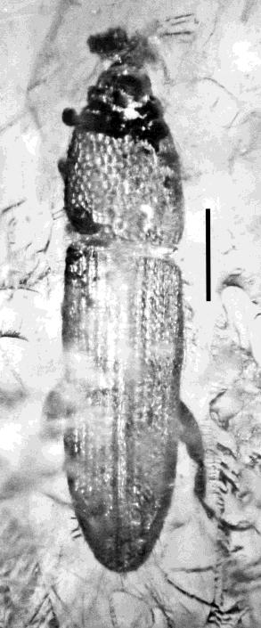 11. Lateral view of Caulophilus elongatus n. sp.