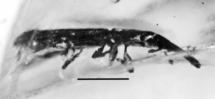 13. Holotype (left) and paratype of Ogygius obrieni n.