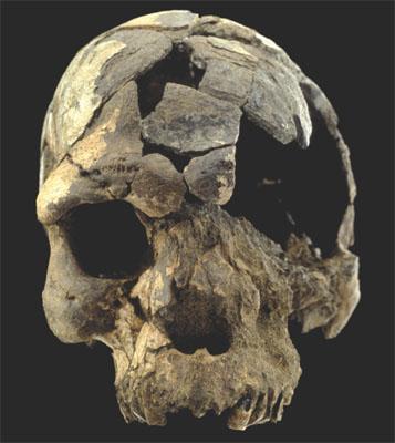 Early Homo Homo sapiens Appeared in Africa at least 160,000 years ago The