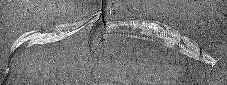Using the Fossil Record The earliest vertebrates lived in the ocean about 530 million years ago Had