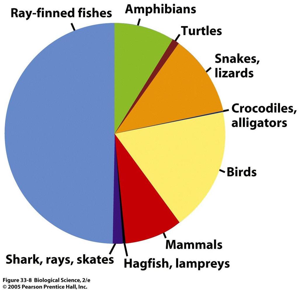 Deuterostome Diversity The most successful lineages are the echinoderms and the vertebrates Due to
