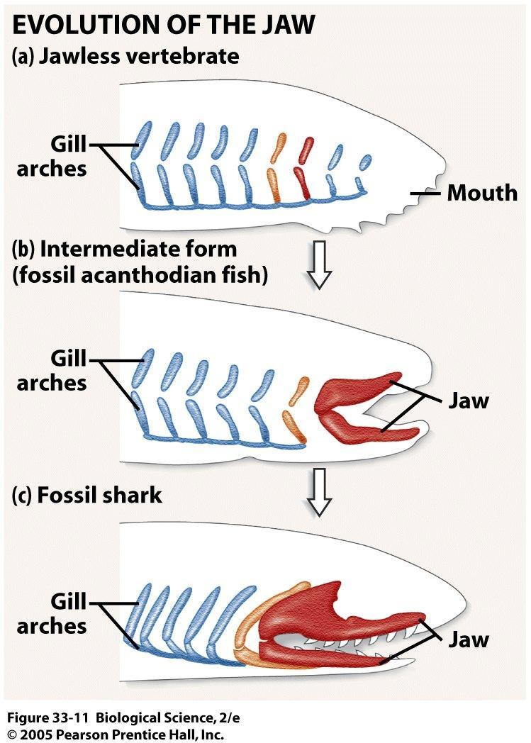 The Vertebrate Jaw Vertebrates could not harvest food by biting until jaws evolved Hypothesis for the origin of