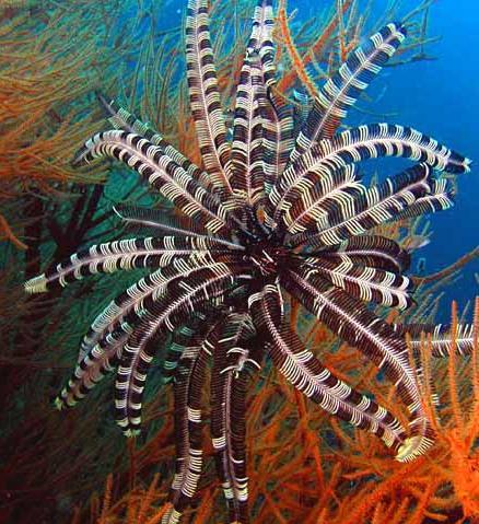 Sea Lilies and Feather Stars Sea