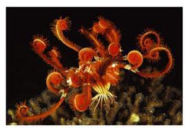 substrate by a stalk Feather stars