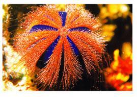 Echinodermata Echinoidea (Sea Urchins and Sand