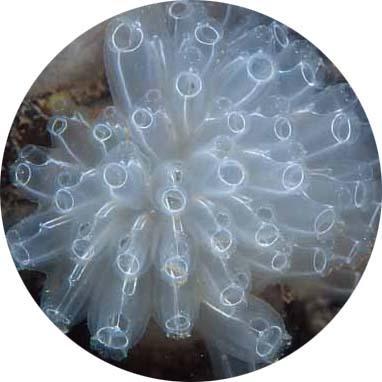 Tunicates Subphylum Urochordata