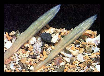 Lancelets Lancelets are marine suspension feeders That retain the characteristics of the chordate body plan as adults Post anal tail, pharyngeal