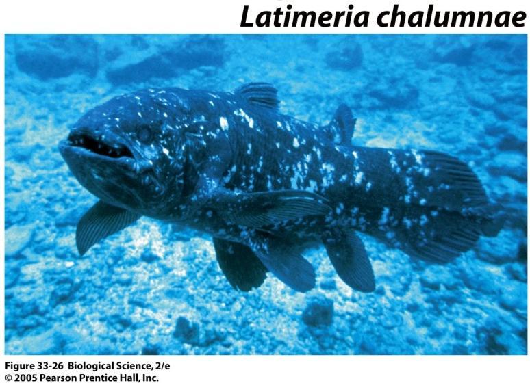 Chordata Actinistia (Coelacanths) and Dipnoi (Lungfish)