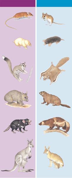 Marsupials Existed world-wide during the mesozoic, but now are only found in Australia and a few in North and South America (3) In Australia, convergent evolution Has resulted in a diversity of