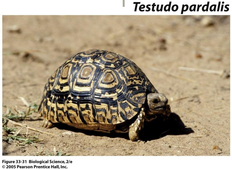 Testudinia (Turtles, Tortoises)