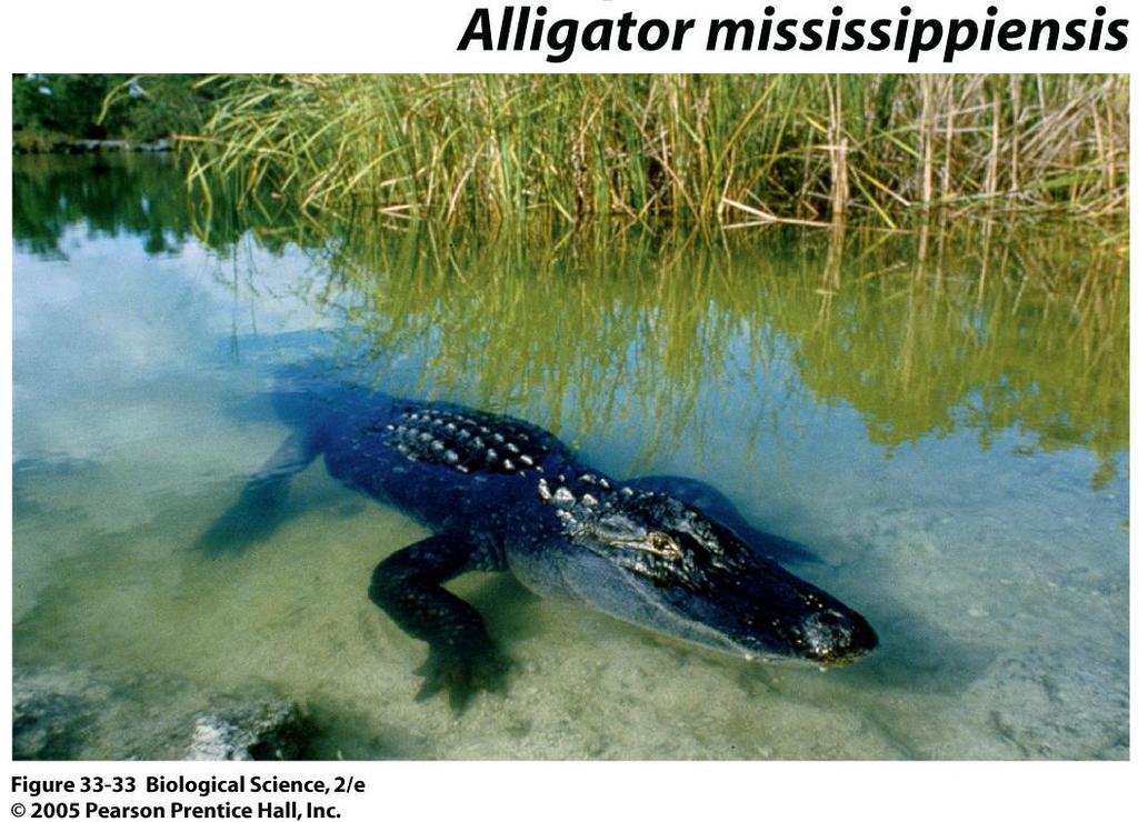 Crocodilia (Crocodiles, Alligators) Only 21