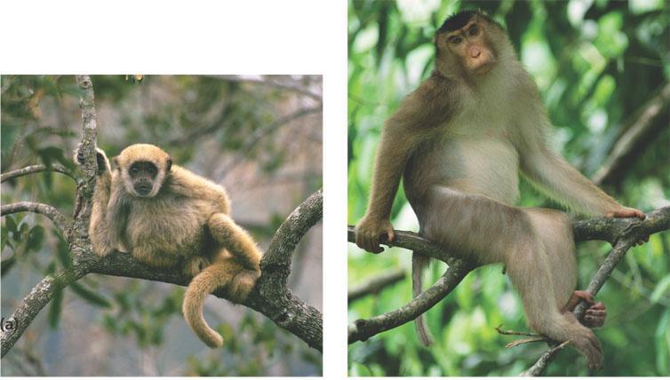 New World and Old World Monkeys (a) New World monkeys, such as spider monkeys (shown here), squirrel monkeys, and capuchins, have a prehensile tail and nostrils that open to