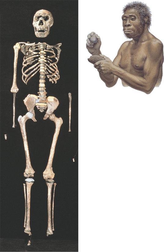 Early Homo Homo ergaster Was the first fully bipedal, large-brained hominid Existed