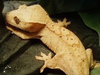 food source. Description Crested geckos are an arboreal gecko species that are able to stick to smooth surfaces like glass.