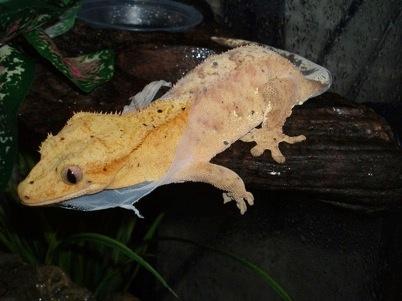 Breeding crested geckos are typically allowed a cooling period of 2-4 months during the winter when temperatures are allowed to dip into the 65-70 degree range allowing females to stop laying eggs