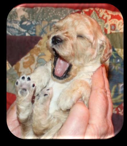 OUR PUPPIES ARE $3450.. Puppies have a 3-year health guarantee for all genetic faults. We will hand deliver your puppy to you ourselves, to your city s airport, (about $450-$750 depending on airfare).